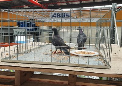 Southern Pest Control Pigeons control
