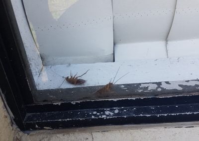 Southern Pest Control Roaches
